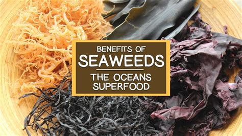 Seaweed Magic: A Natural Solution for Weight Loss